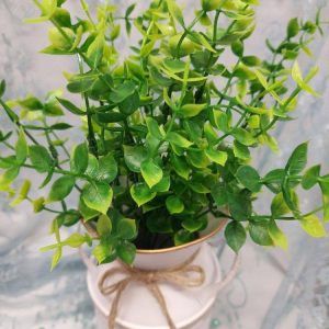 Kaunis Kestokukka, Viherkasvi-kimppu